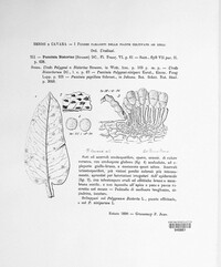 Puccinia bistortae image